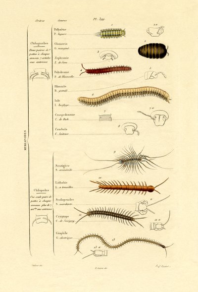 Centipede by French School